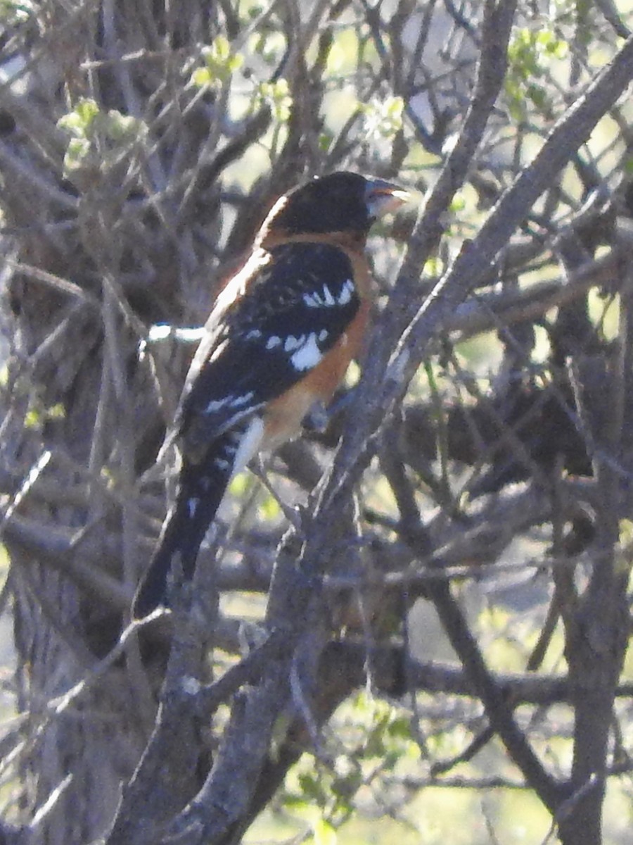 Black-headed Grosbeak - ML619986890