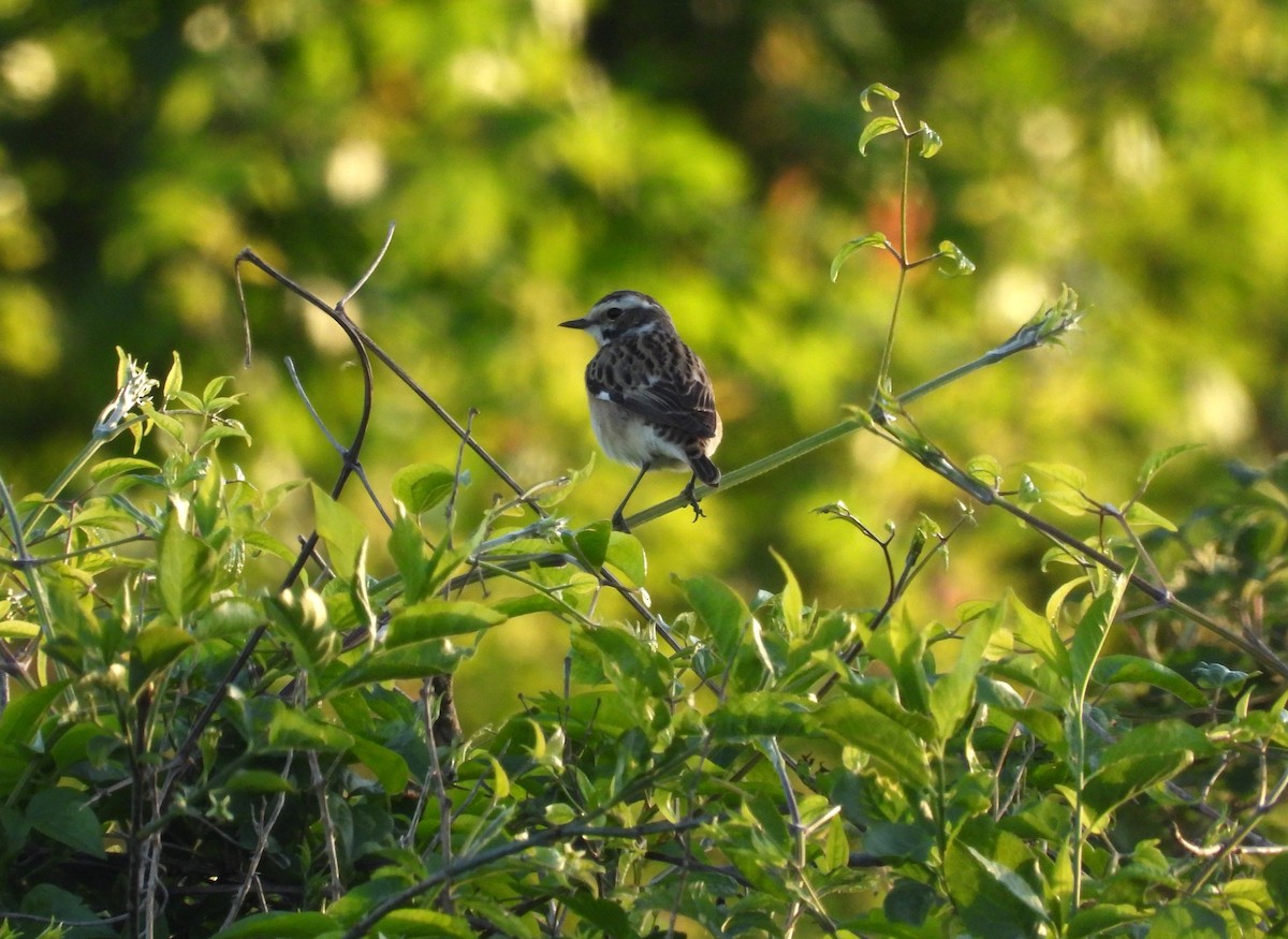 Whinchat - ML619986891