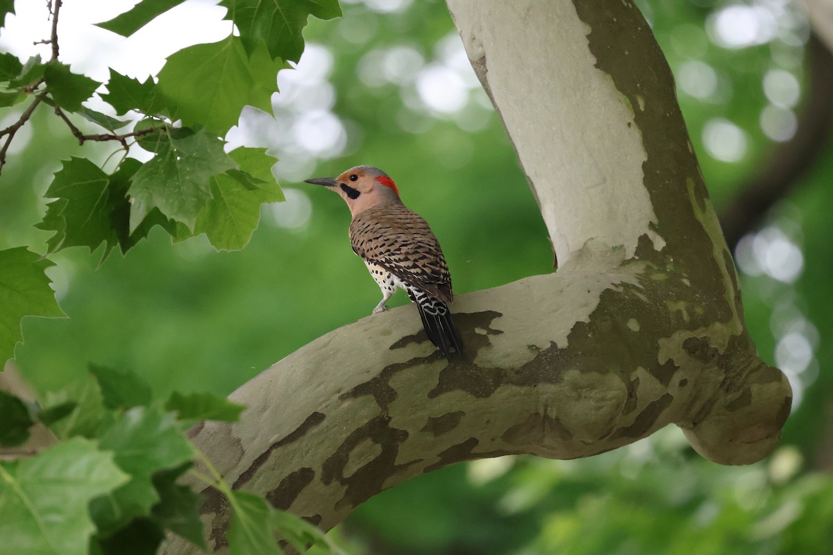 Northern Flicker - ML619986893