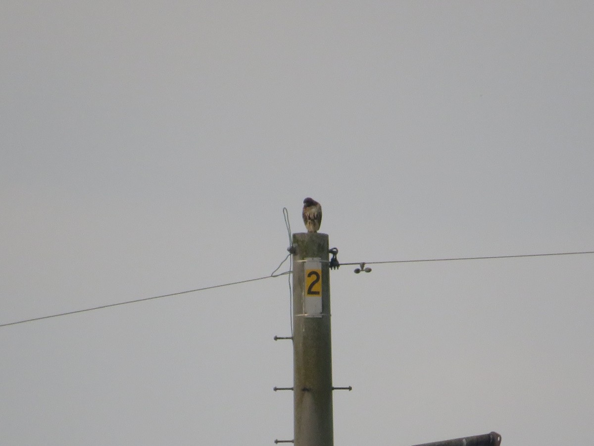 Red-tailed Hawk - ML619986907