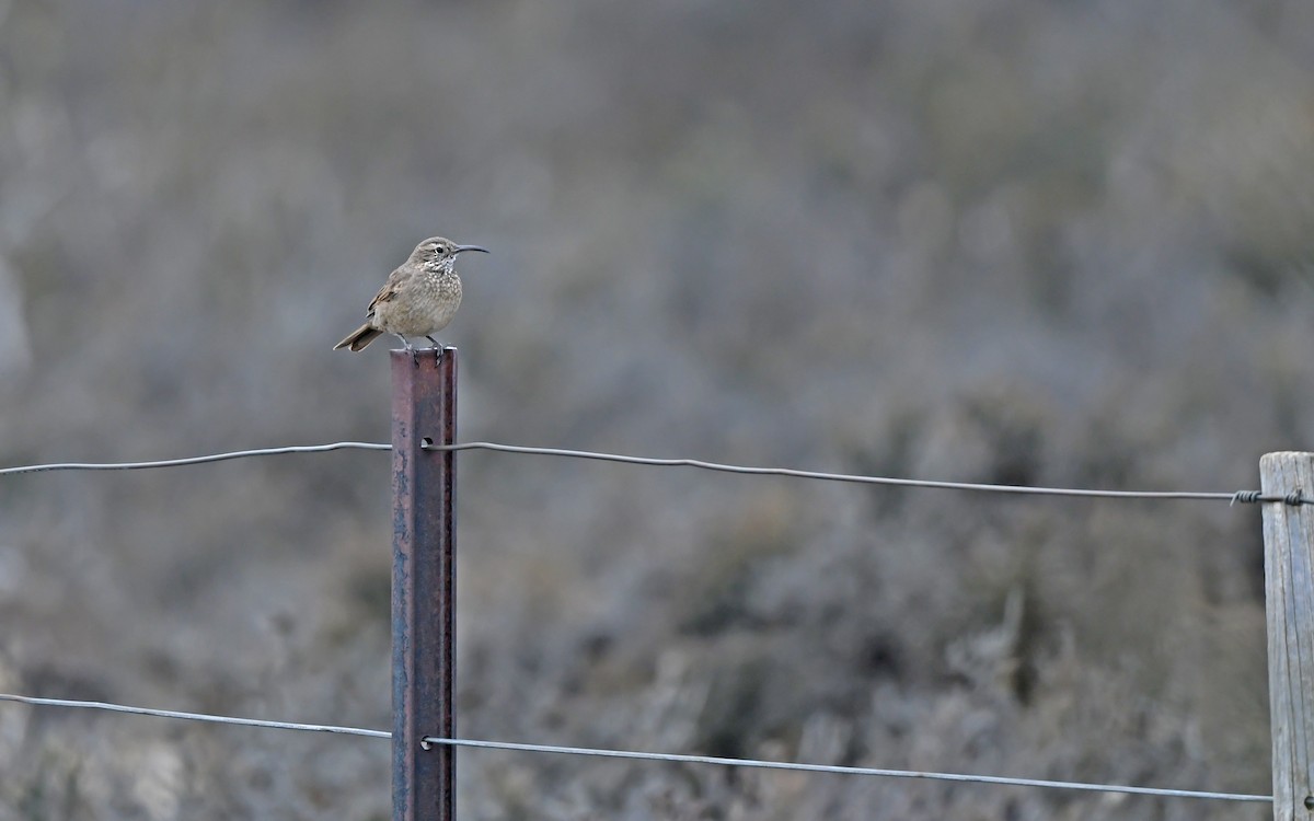 Scale-throated Earthcreeper - ML619986922