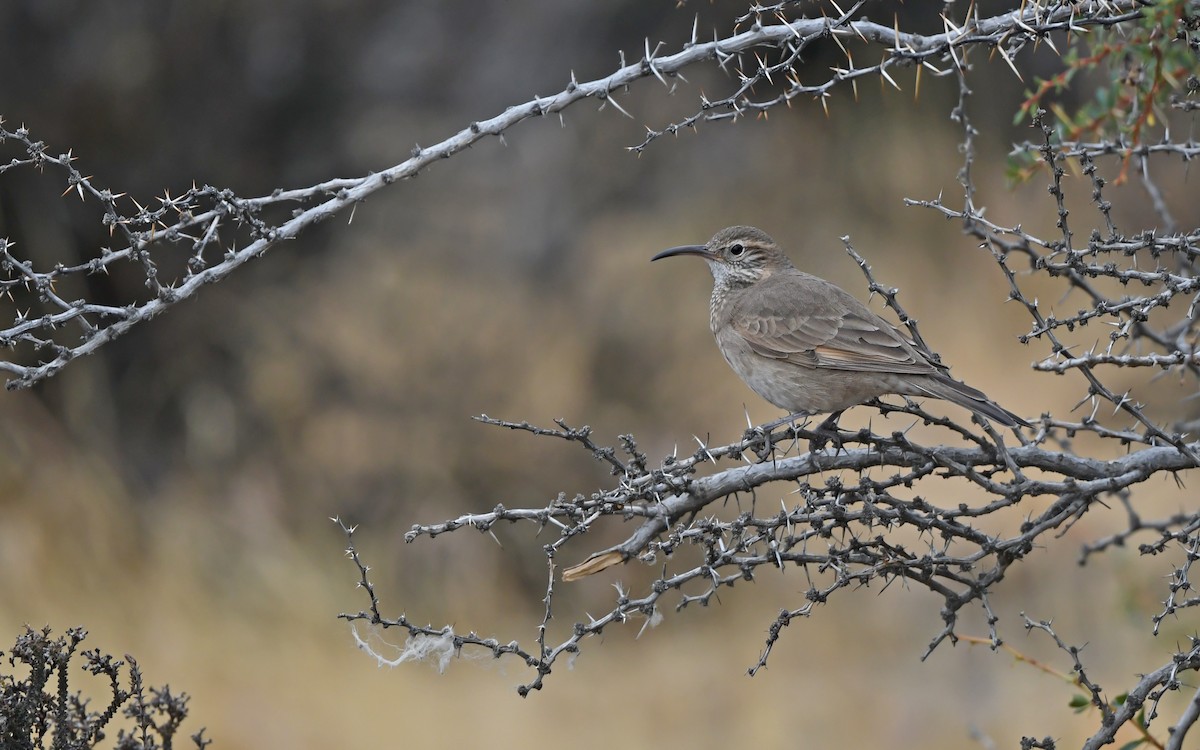 Scale-throated Earthcreeper - ML619986923