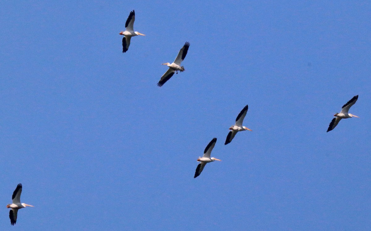pelikán severoamerický - ML619986927