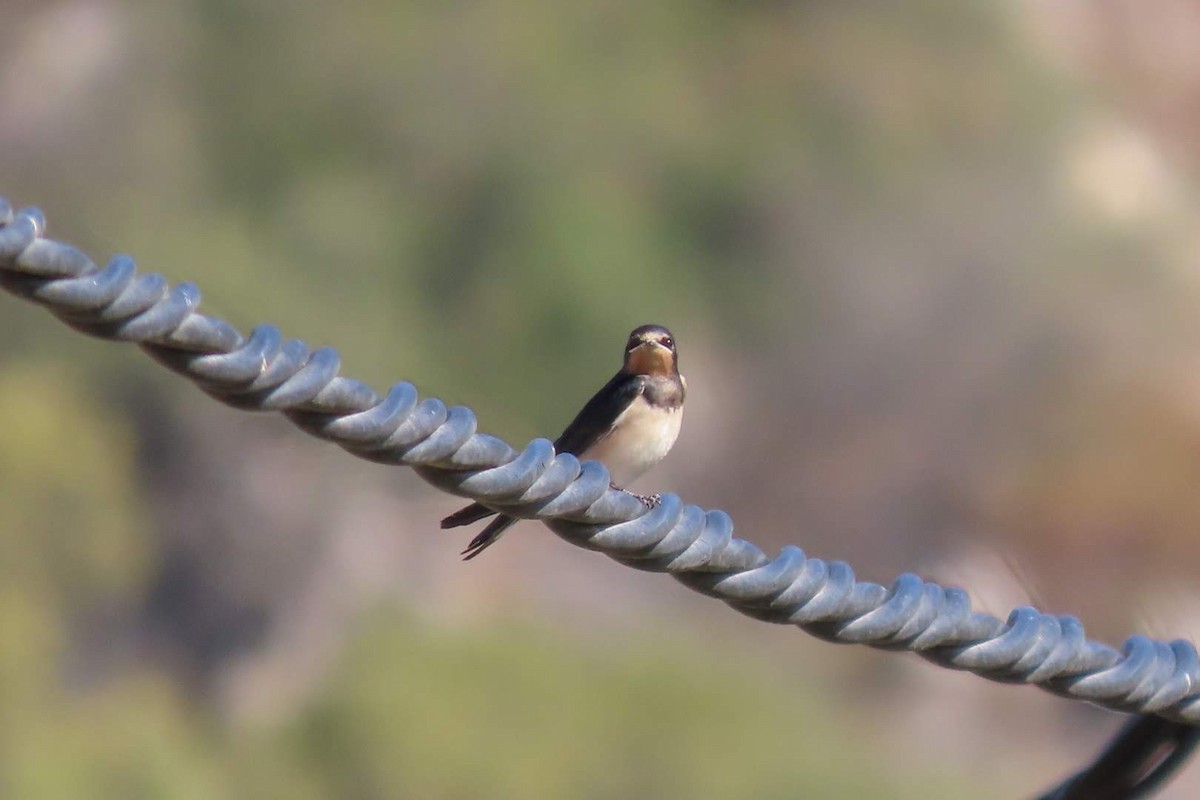 Barn Swallow - ML619986928