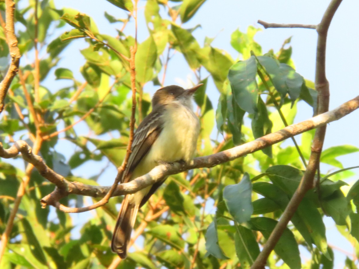 Swainson's Flycatcher - ML619986930