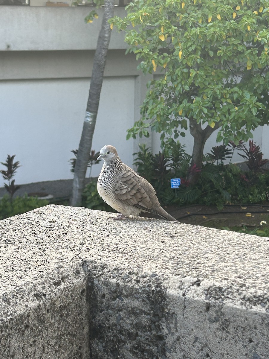 Zebra Dove - Joanna Sblendorio