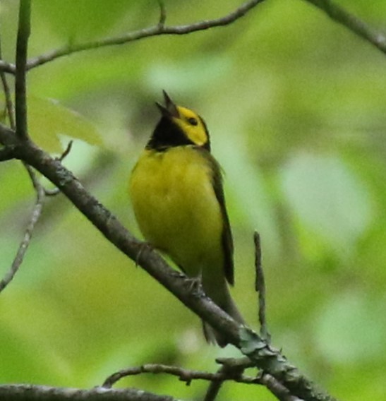 Hooded Warbler - ML619986937