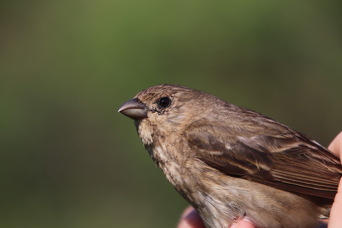 Common Rosefinch - ML619986939