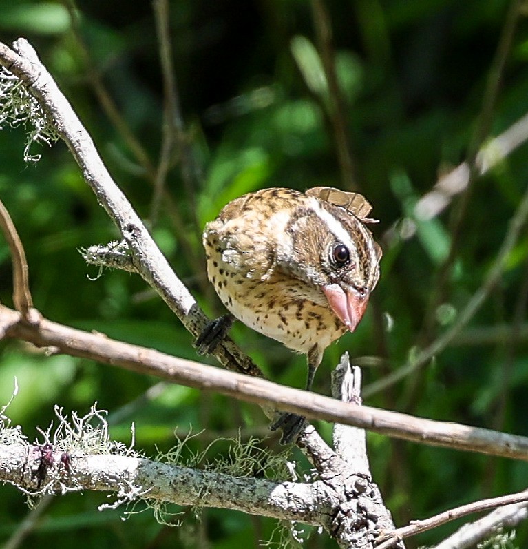 Rose-breasted Grosbeak - ML619986942