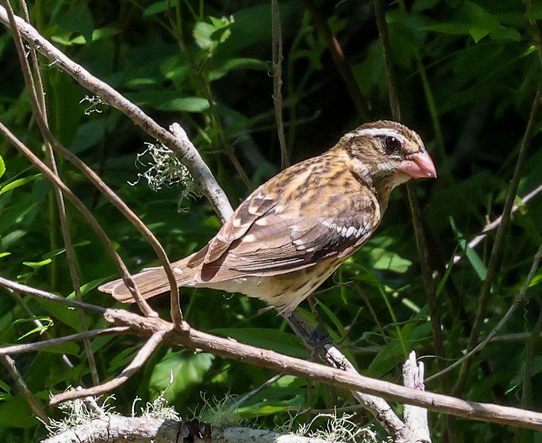 Rose-breasted Grosbeak - ML619986943