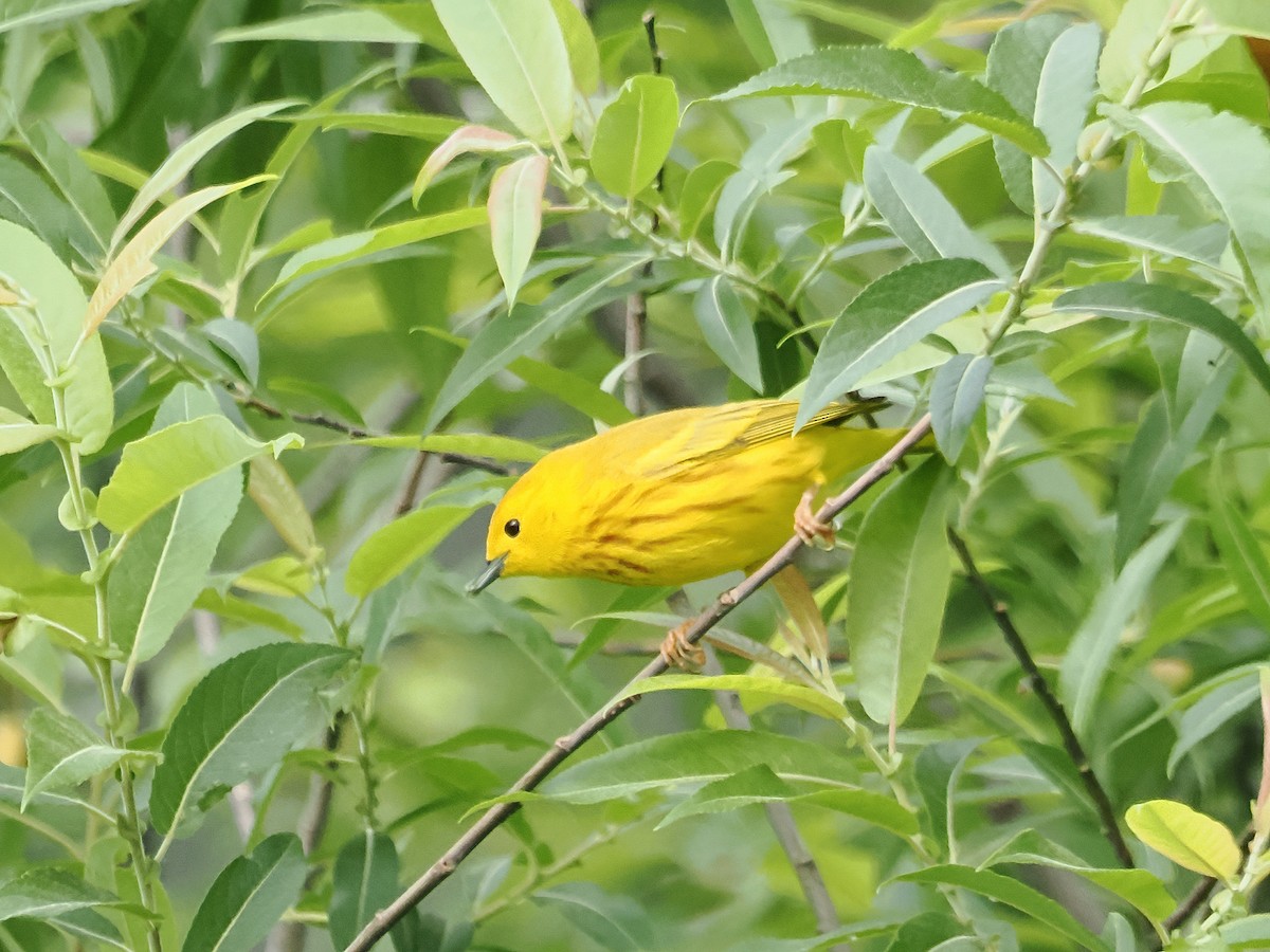 Yellow Warbler - ML619986944