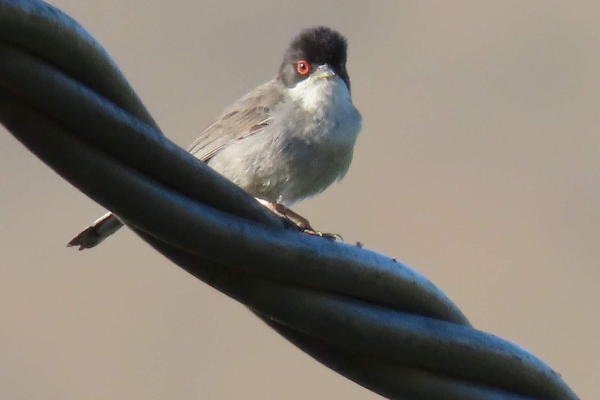 Sardinian Warbler - ML619986945