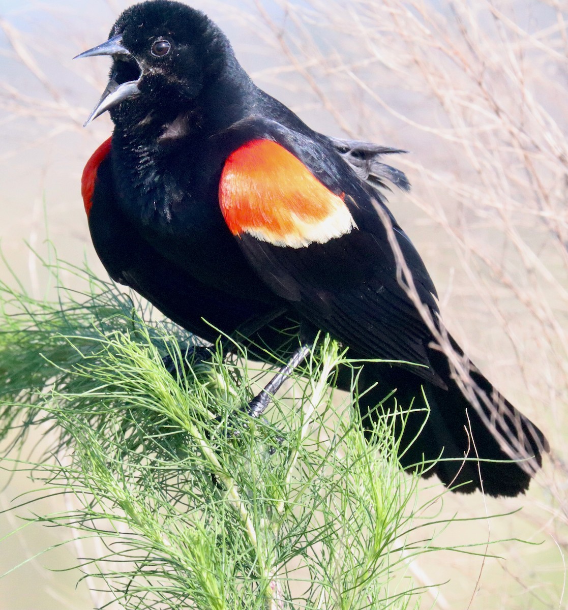 Red-winged Blackbird - ML619986949