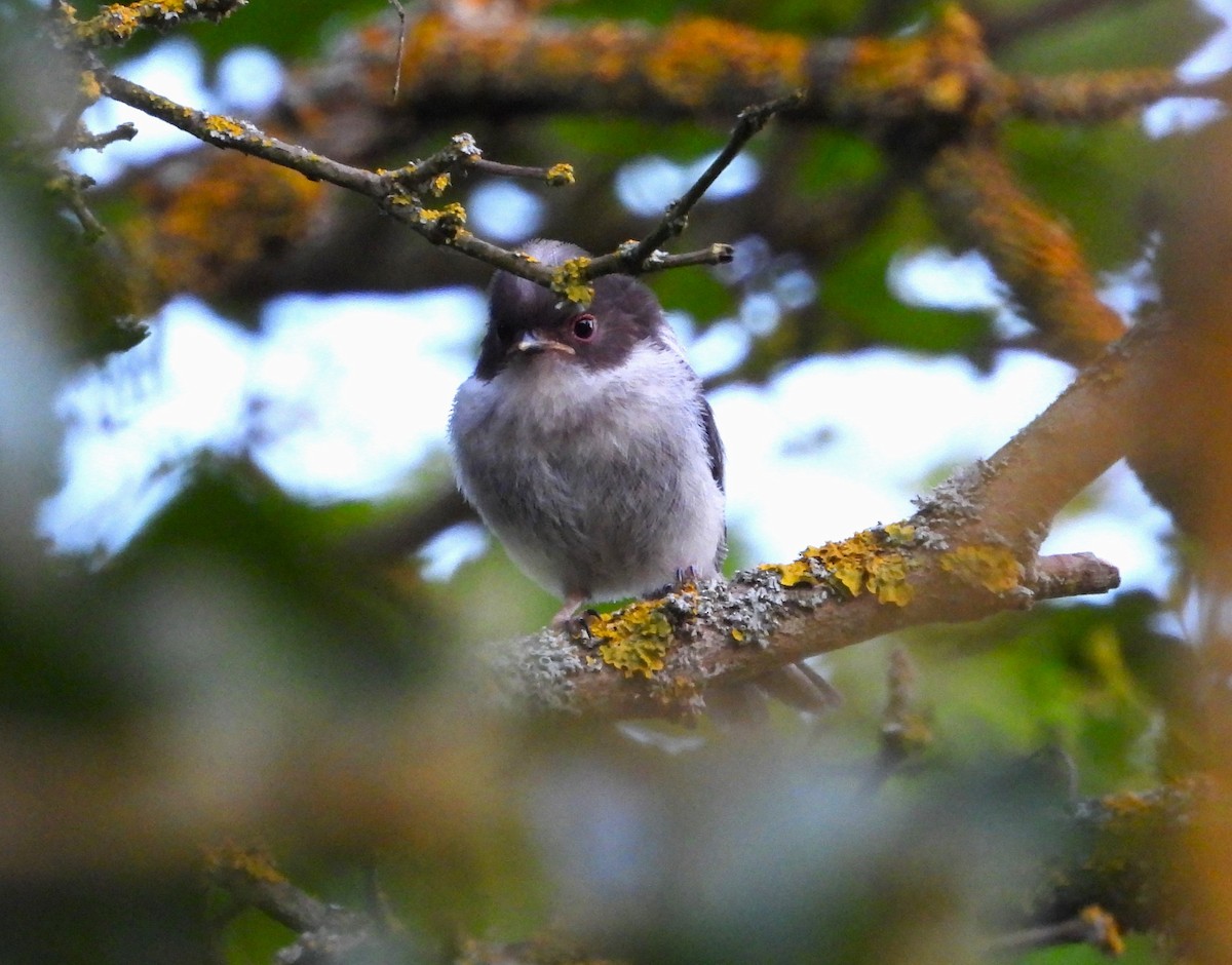 Long-tailed Tit - ML619986950