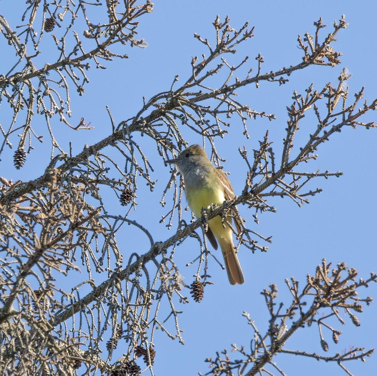 Great Crested Flycatcher - ML619986951