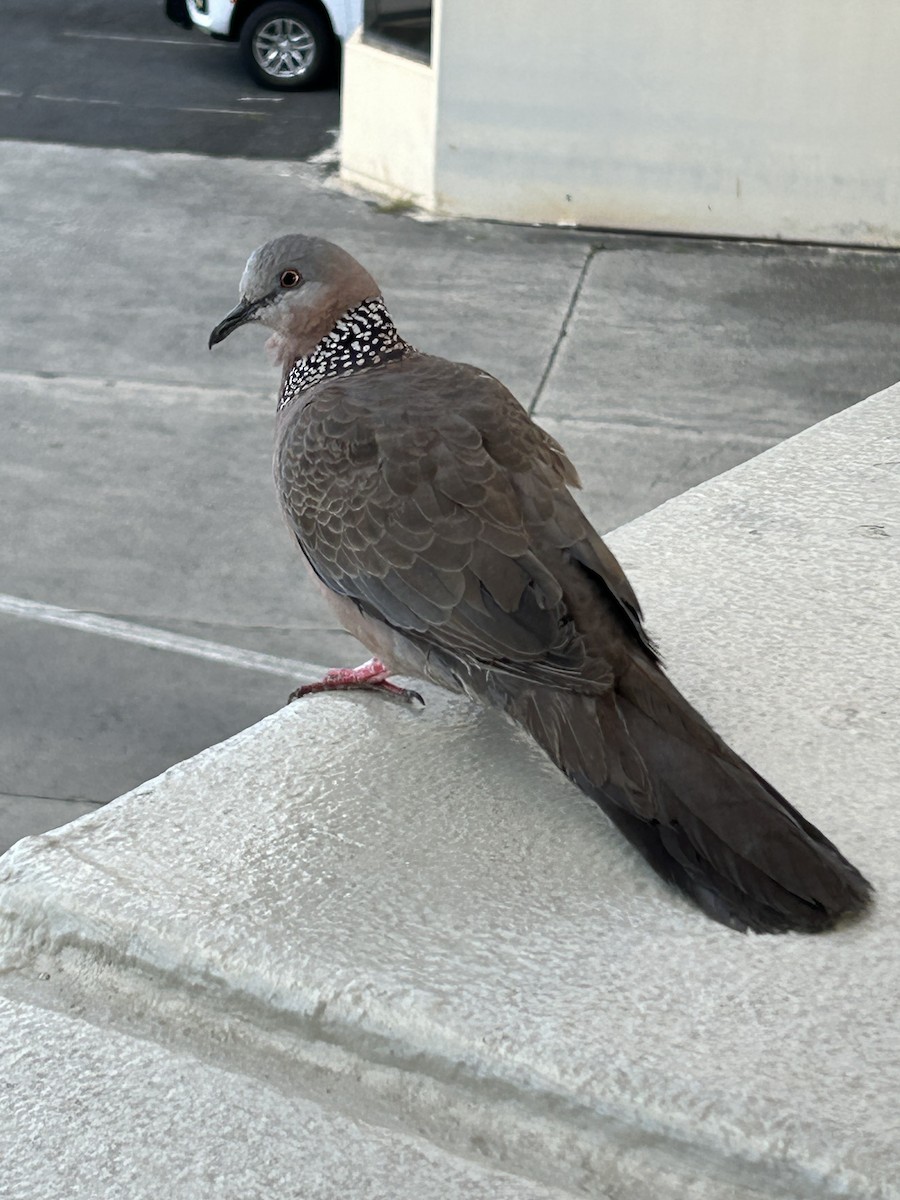 Spotted Dove - ML619986960