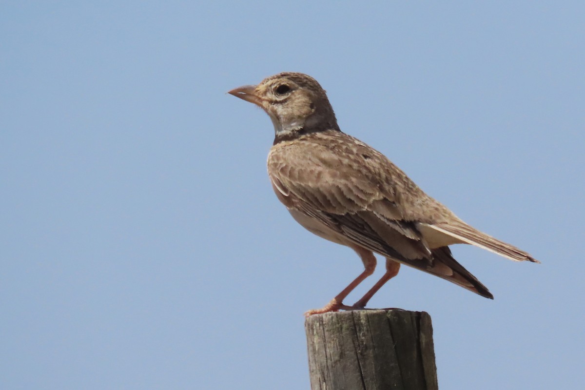 Calandria Común - ML619986962