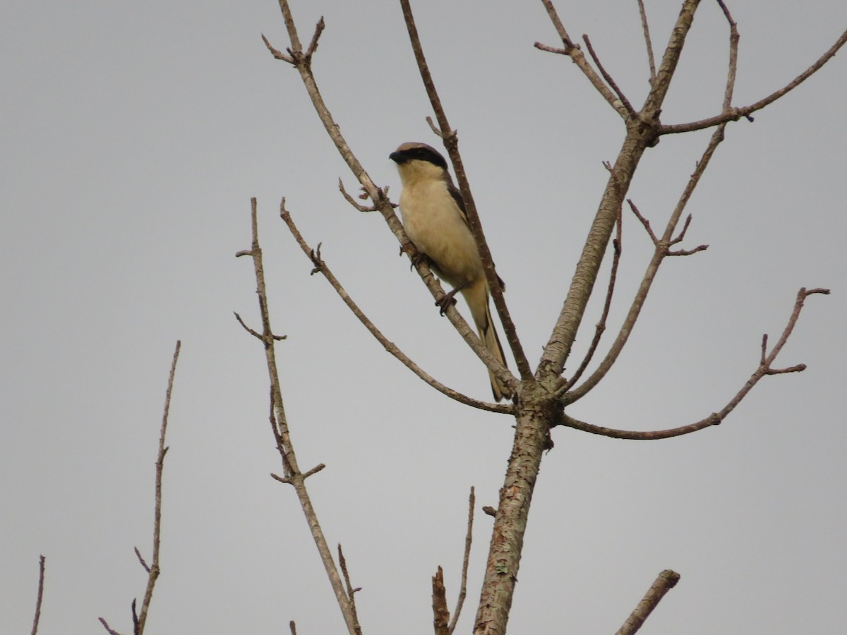 Loggerhead Shrike - ML619986989