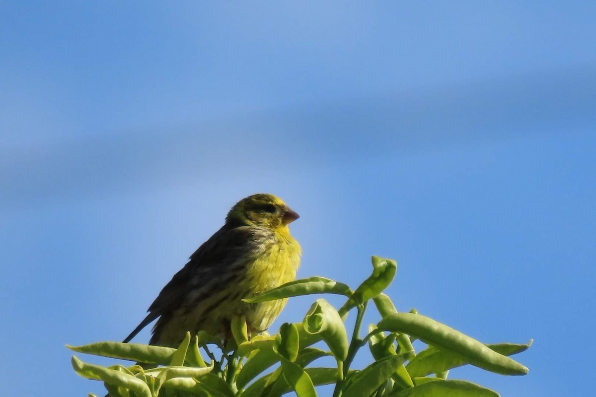 European Serin - ML619986992