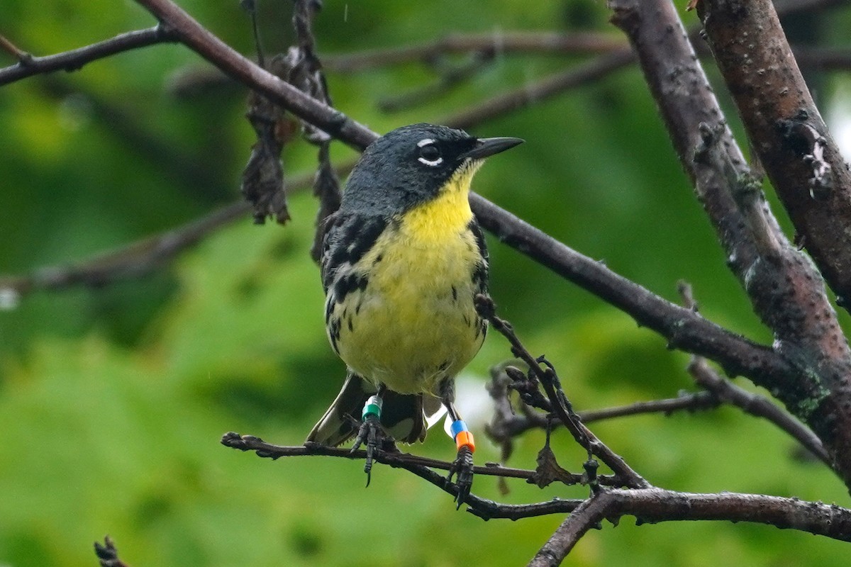 Kirtland's Warbler - ML619986999