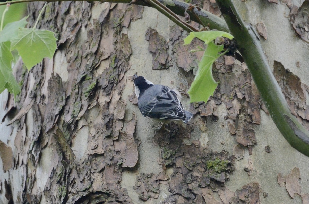White-breasted Nuthatch - ML619987002
