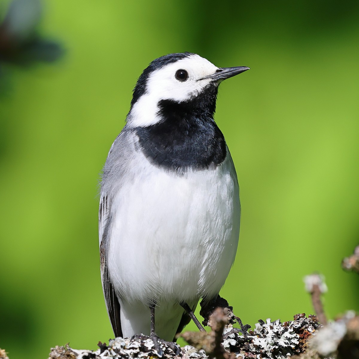 White Wagtail - ML619987004