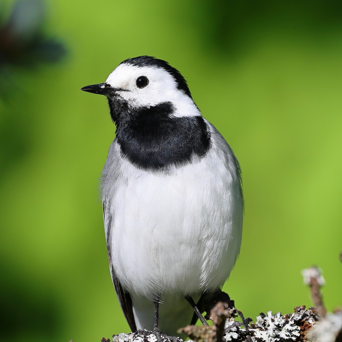 White Wagtail - ML619987007