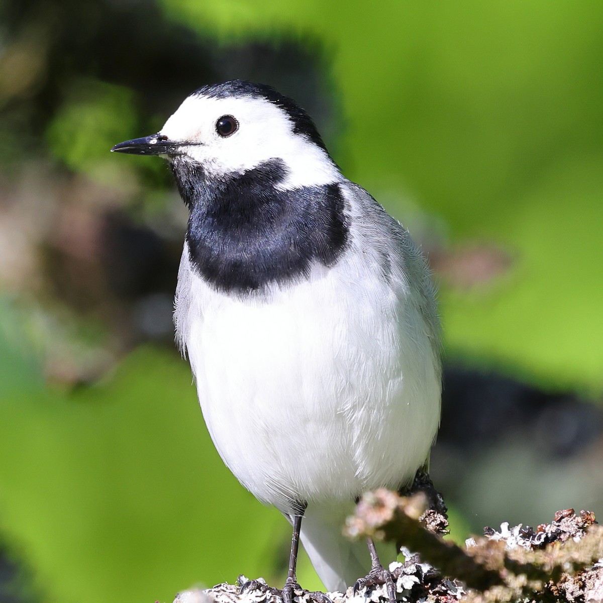 White Wagtail - ML619987014