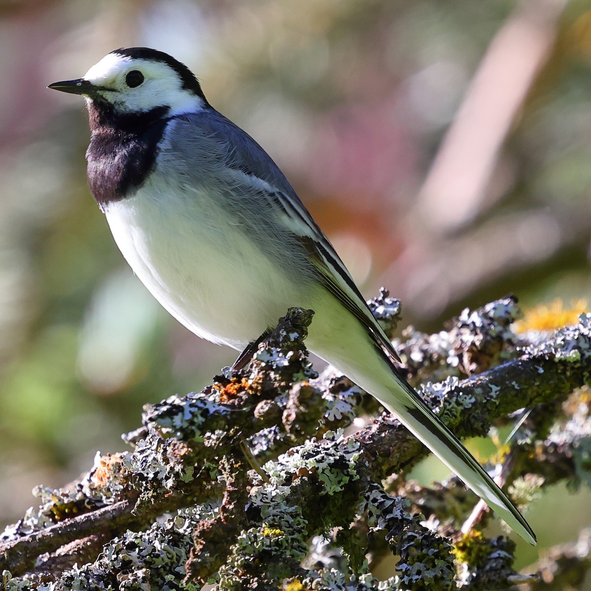 White Wagtail - ML619987016