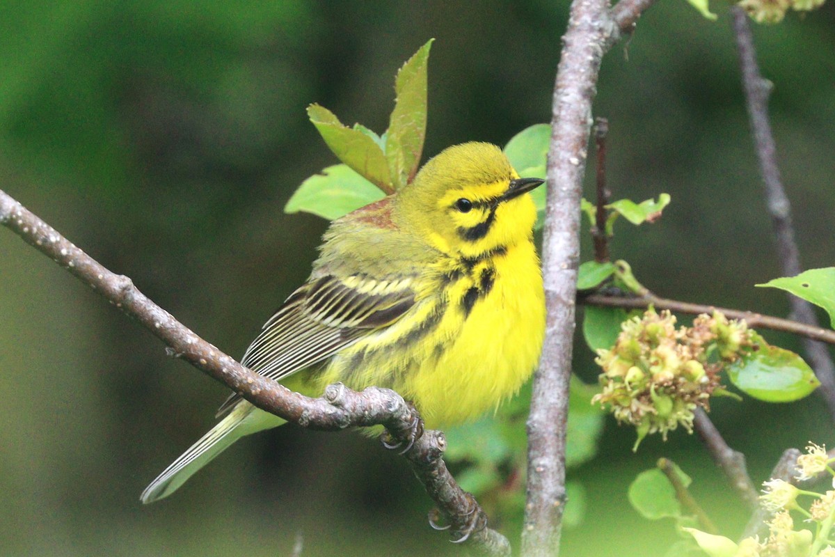 Prairie Warbler - ML619987018