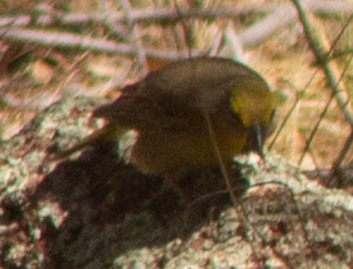 ub. spurvefugl (Passeriformes sp.) - ML619987029