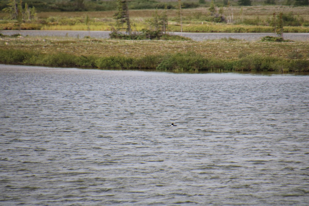 Common Merganser - ML619987030