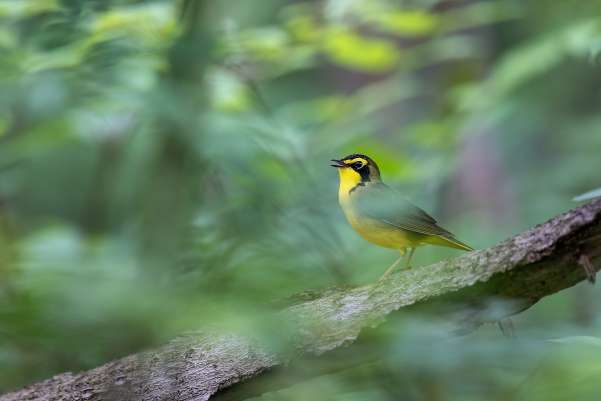 Kentucky Warbler - ML619987042