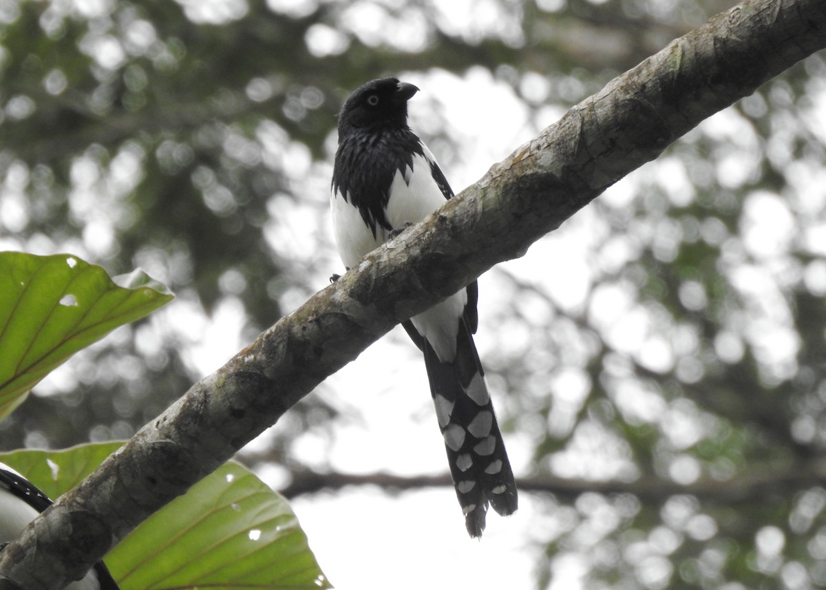 Magpie Tanager - ML619987045