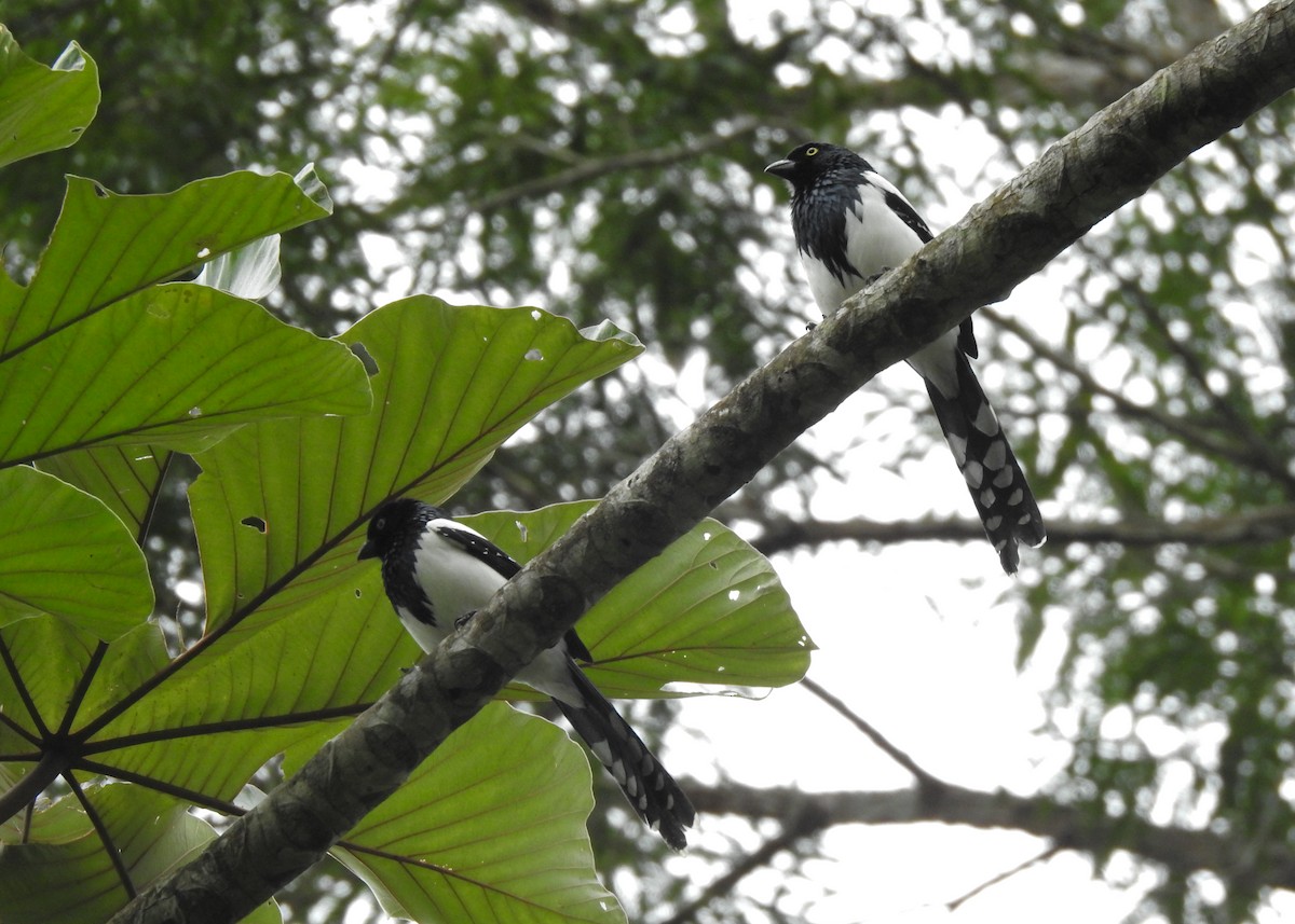 Magpie Tanager - ML619987046