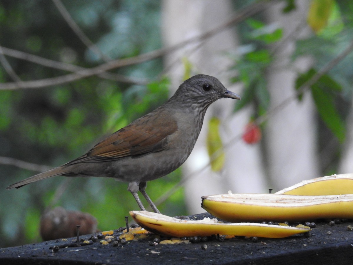 Pale-breasted Thrush - ML619987053