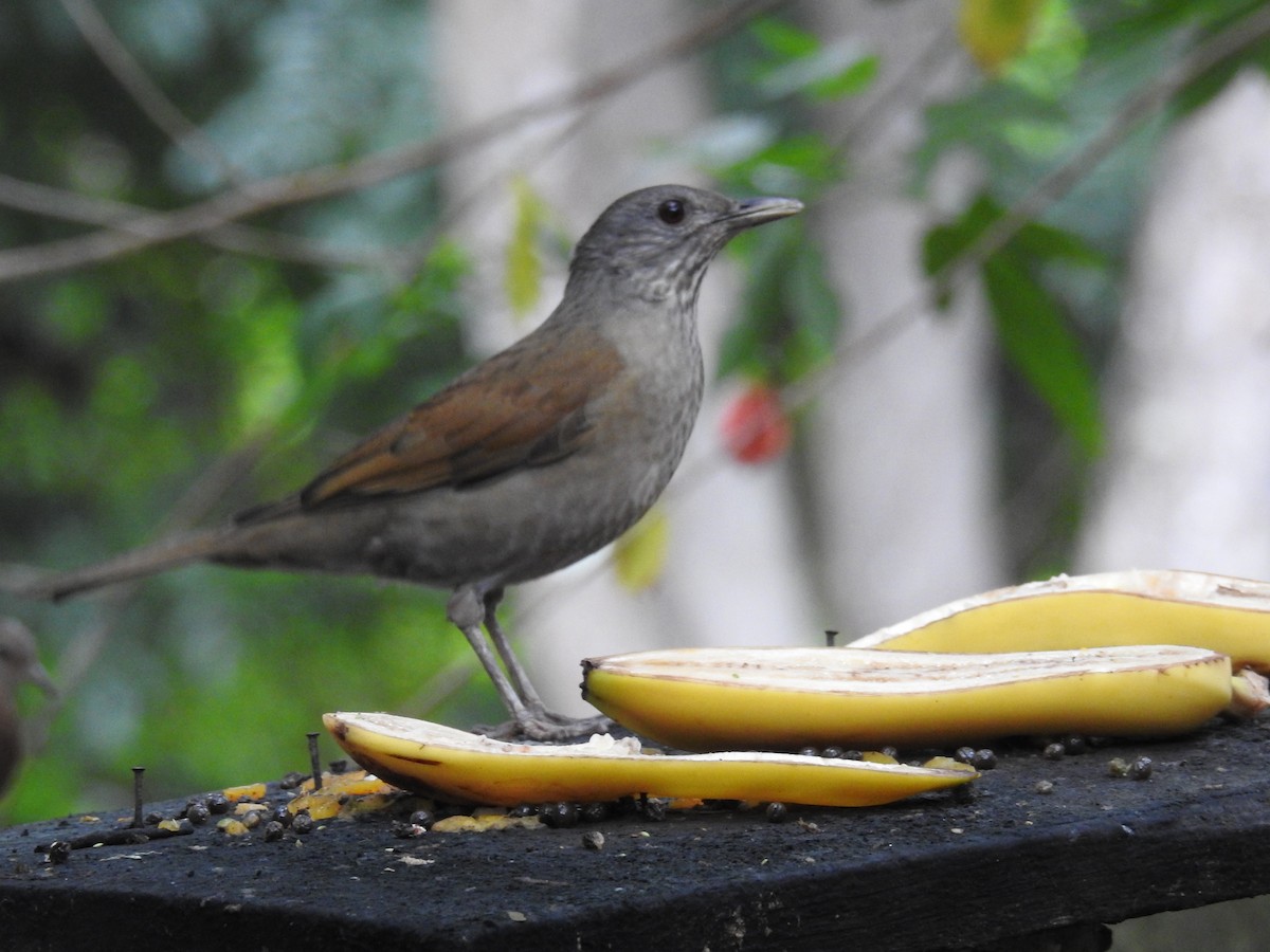 Pale-breasted Thrush - ML619987054