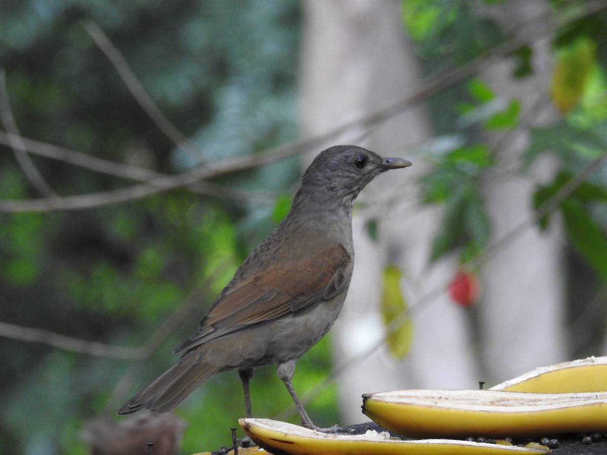 Pale-breasted Thrush - ML619987055