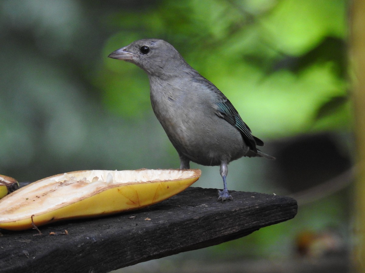 Sayaca Tanager - ML619987065