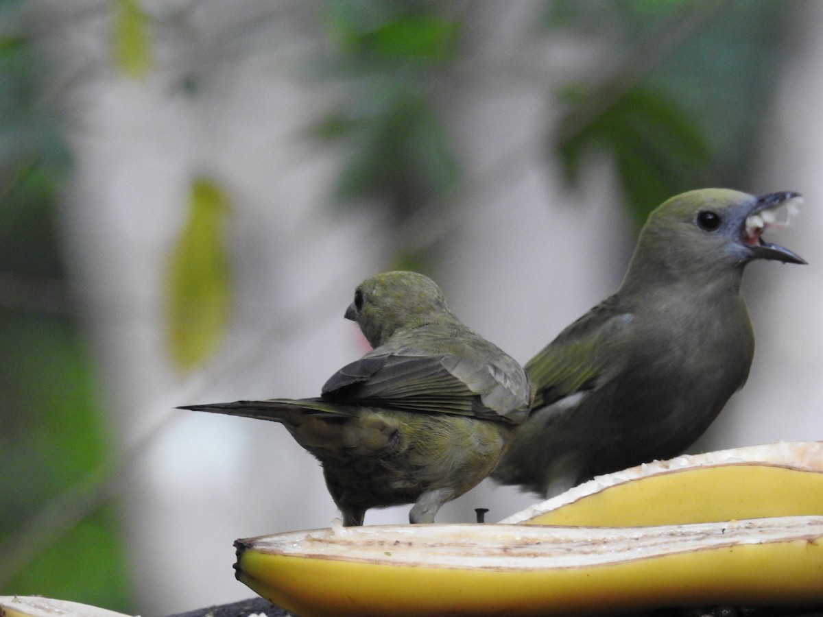 Palm Tanager - ML619987080
