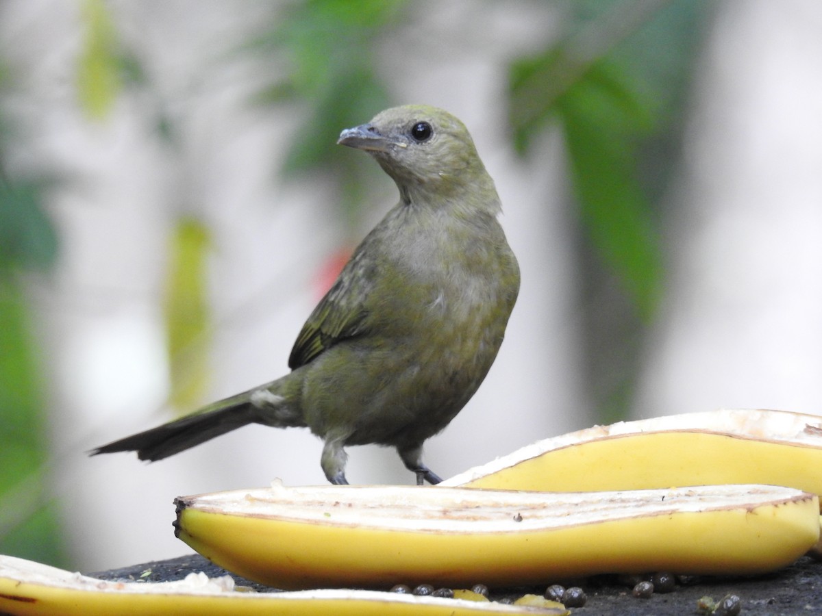 Palm Tanager - ML619987081