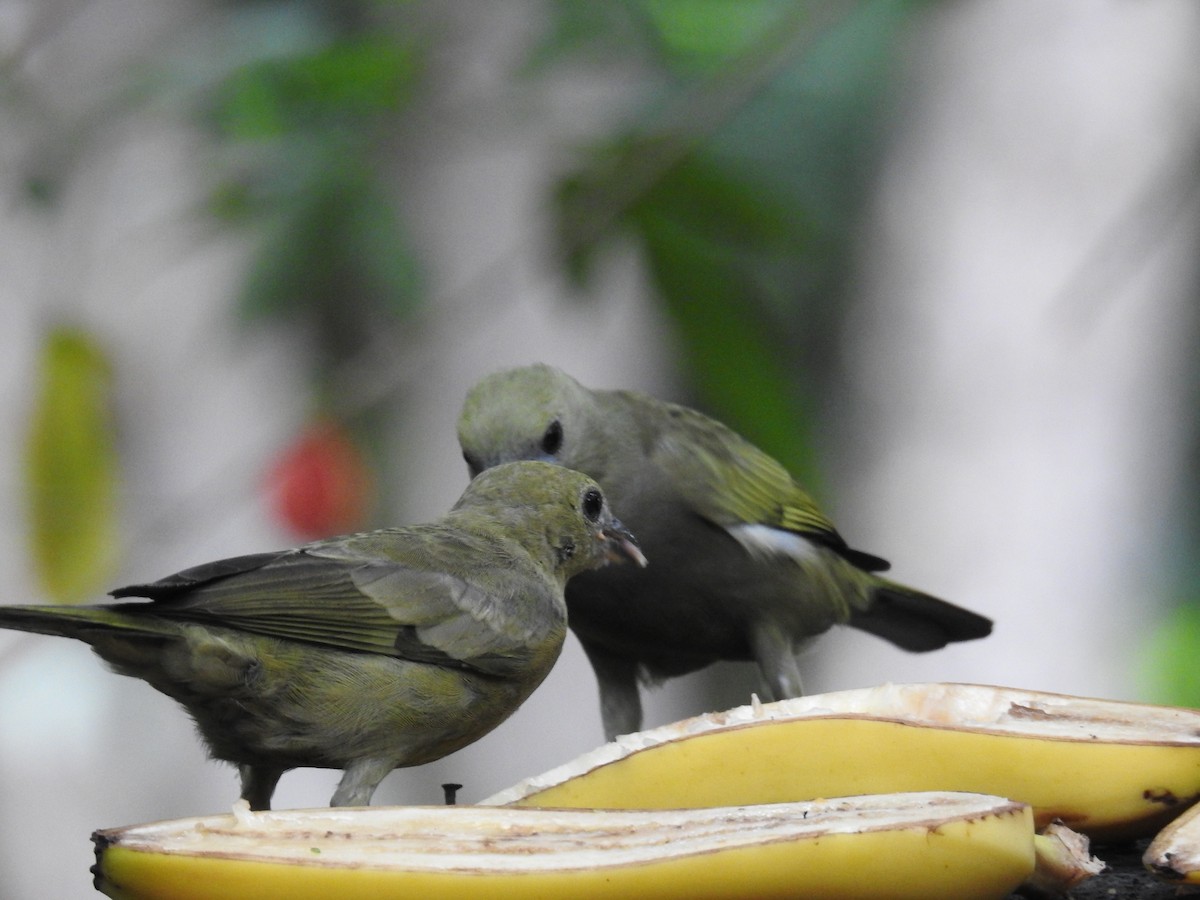 Palm Tanager - ML619987082