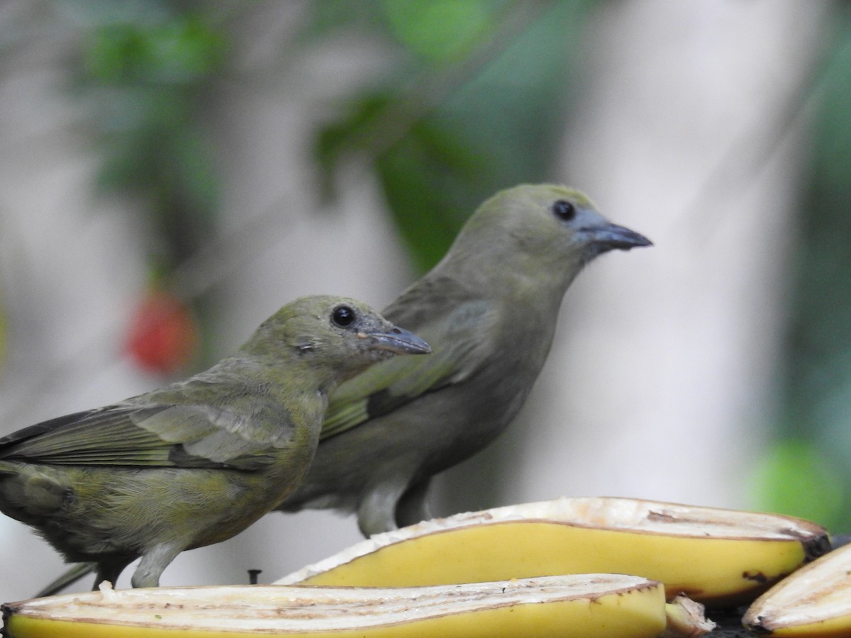 Palm Tanager - ML619987083