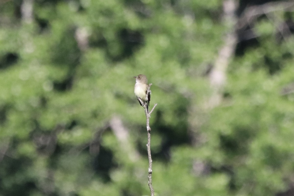 Willow Flycatcher - ML619987085