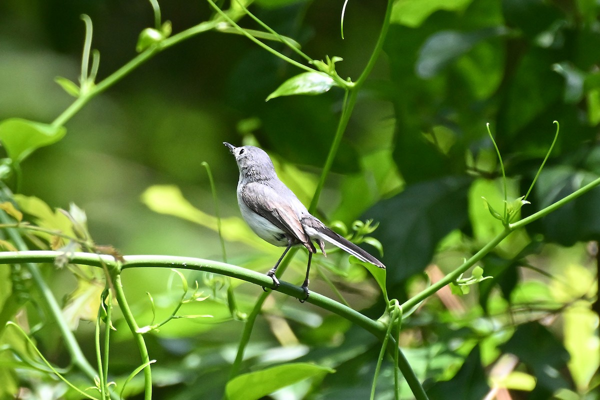 Blue-gray Gnatcatcher (caerulea) - ML619987090