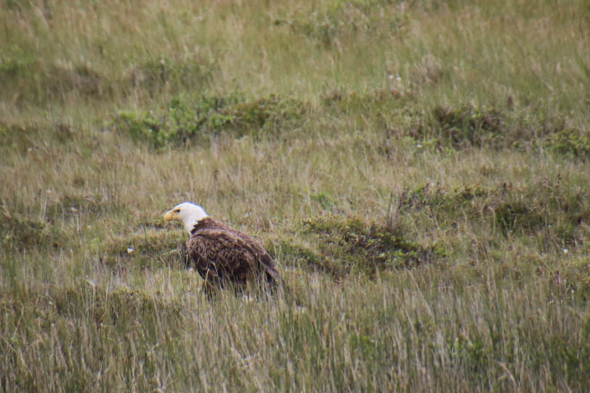 Bald Eagle - ML619987091