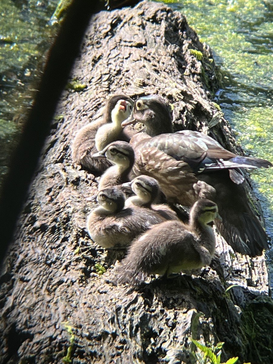 Wood Duck - ML619987094