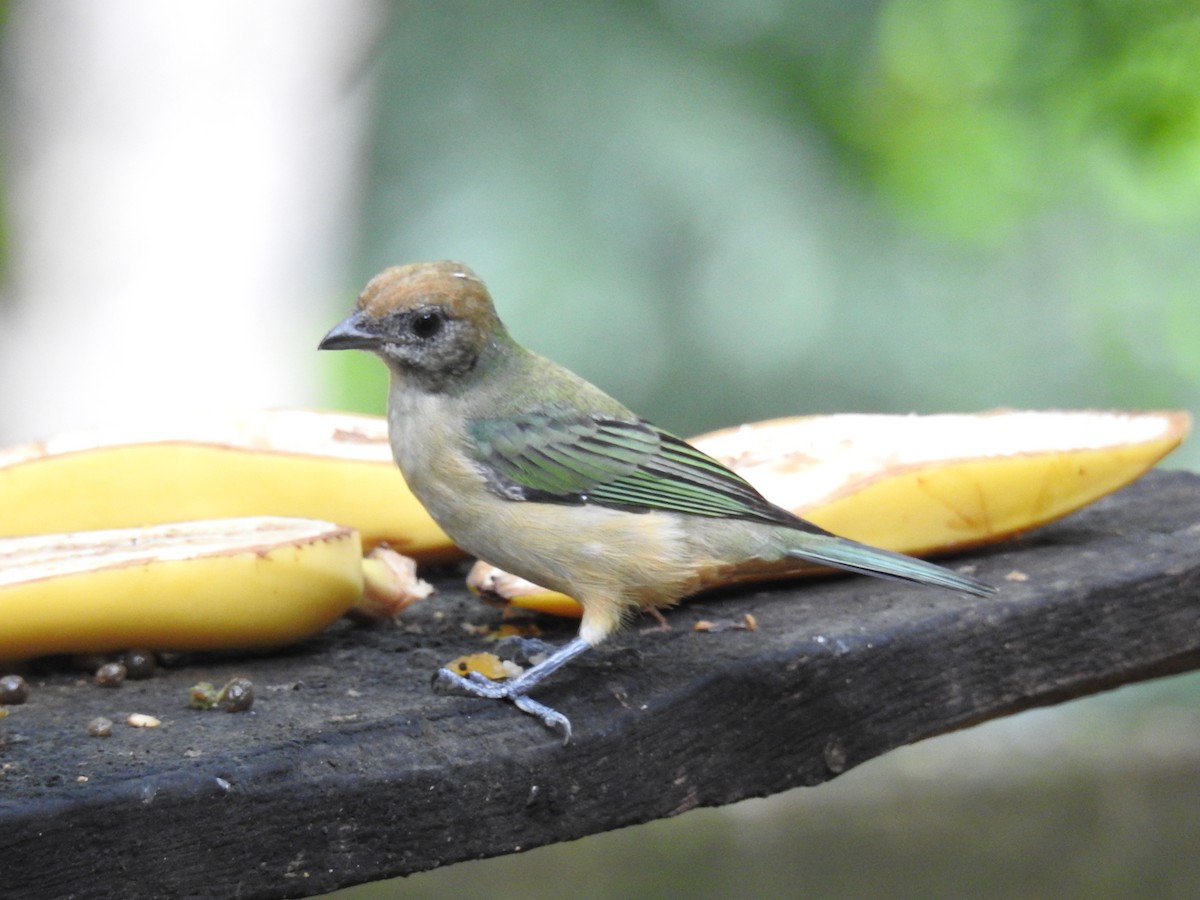 Burnished-buff Tanager - ML619987097