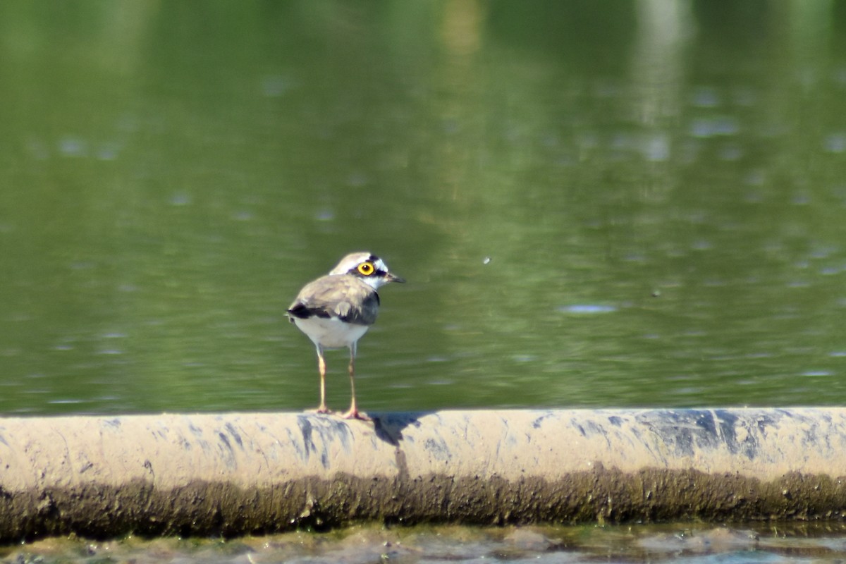 Little Ringed Plover - ML619987104