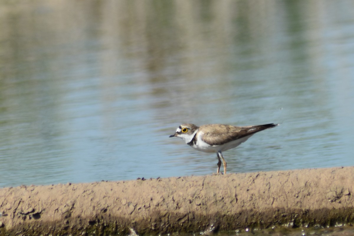 Little Ringed Plover - ML619987106